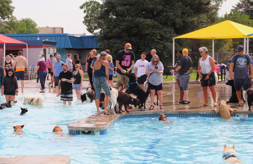 A crowd of dogs and their owners mill around Thornton's City Pool Aug. 20 for the city's annual Paws for a Dip event, when the city opens the pool to dogs for day.